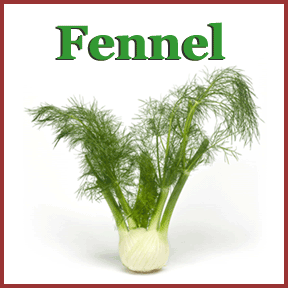 Fennel image