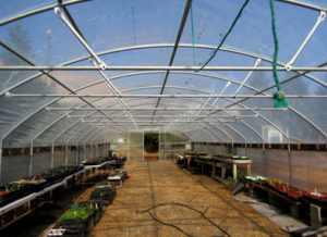 The greenhouse at Taylor Street Farm