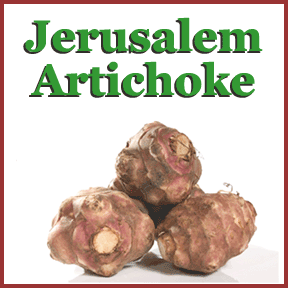 Jerusalem Artichoke image