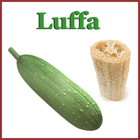 Luffa image