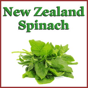 New Zealand Spinach image