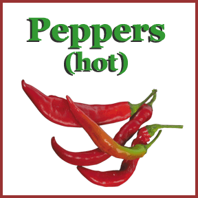 Hot pepper image