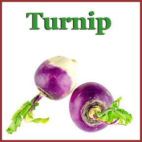 Turnip image